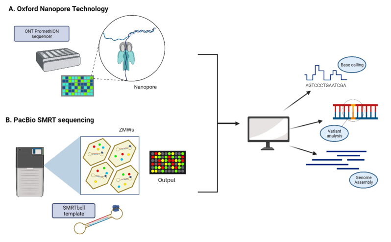 Nanopore and HiFi long-read sequencing technologies