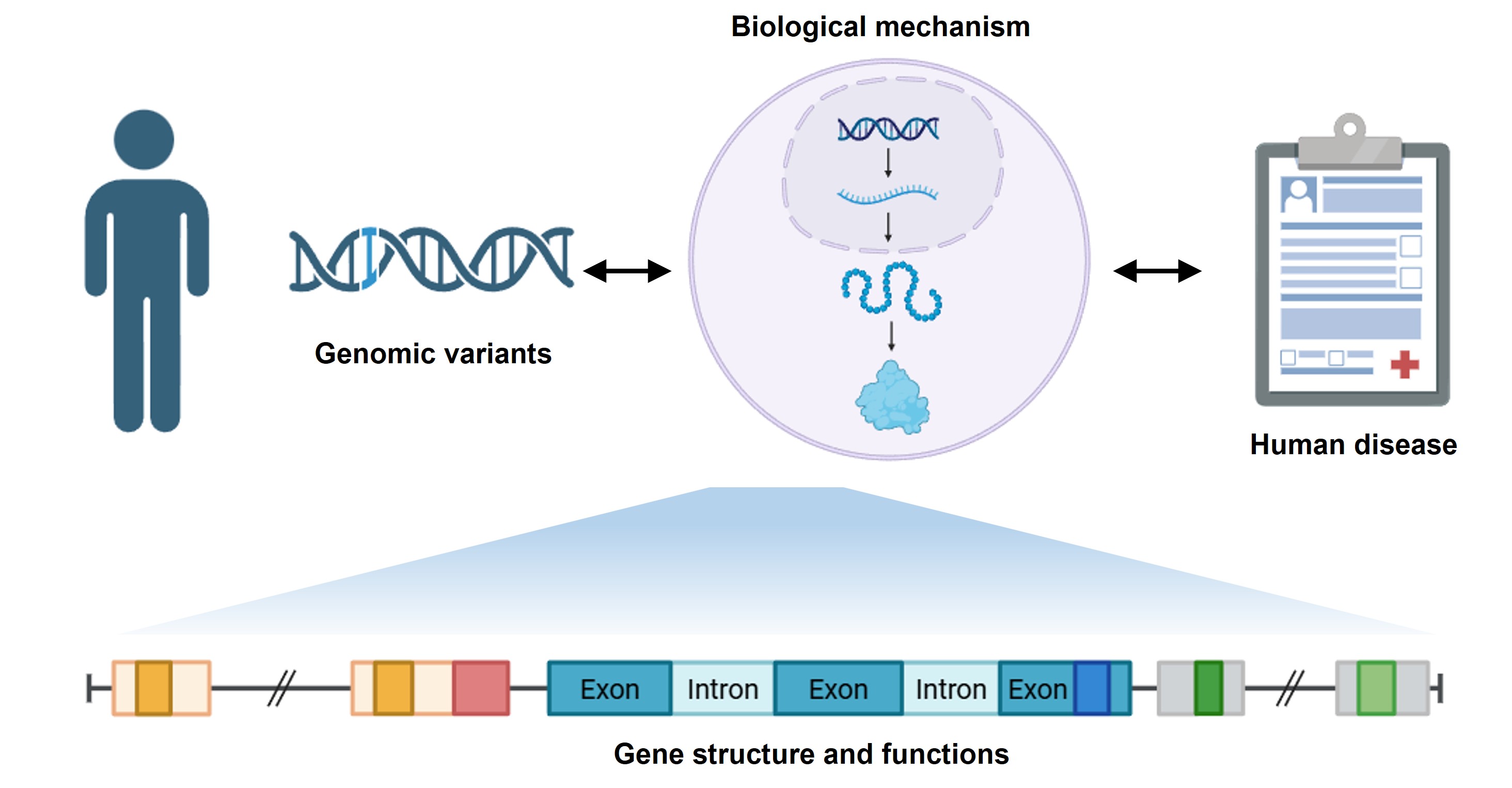 Gene Functions and Disease Mechanisms