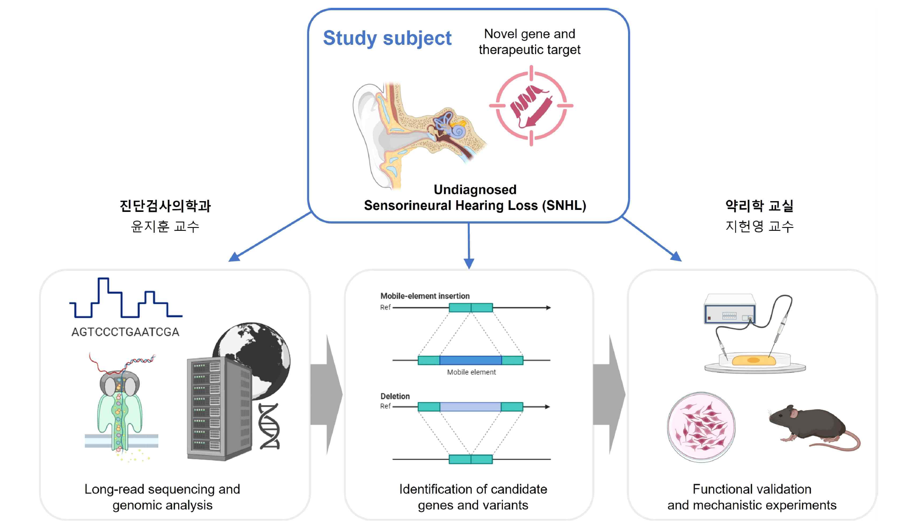 Novel gene discovery and functional characterization in undiagnosed hereditary hearing loss