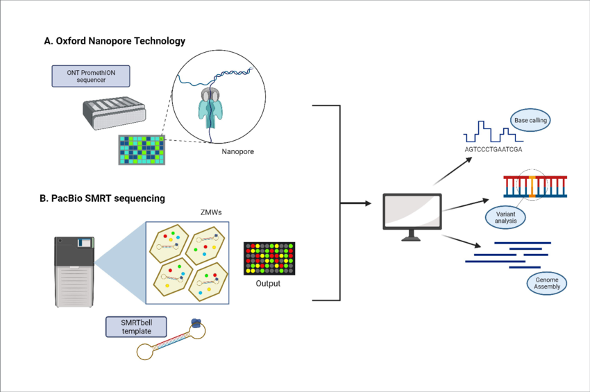 Nanopore and HiFi long-read sequencing technologies